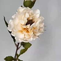 画像608