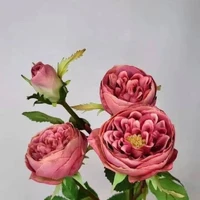 画像610