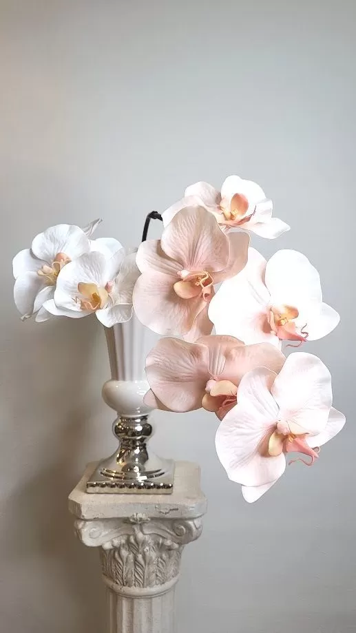 胡蝶蘭